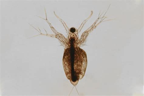dapya fish|Culture Techniques of Moina : The Ideal Daphnia for Feeding .